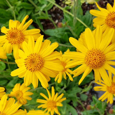 Arnica Montana