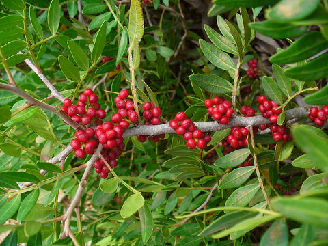 Pistacia Lentiscus